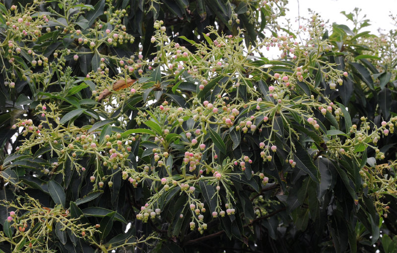 Arbutus canariensis. Closer.