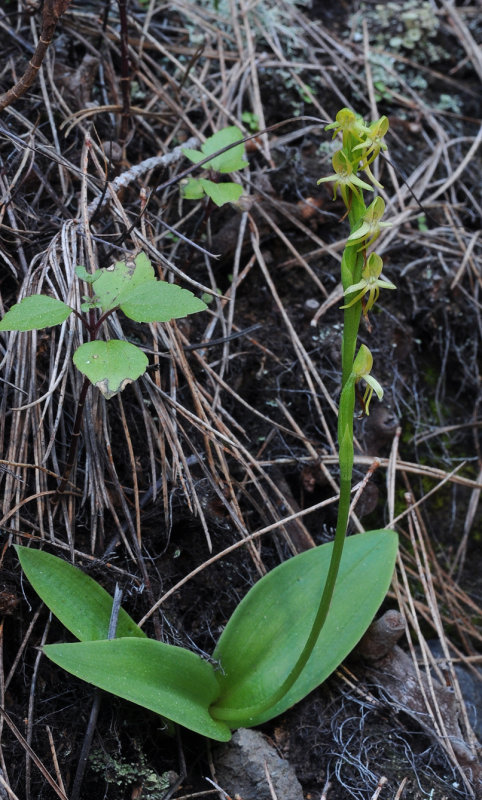 Habenaria tridactylites
