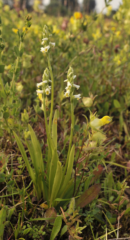 Spiranthes lucida