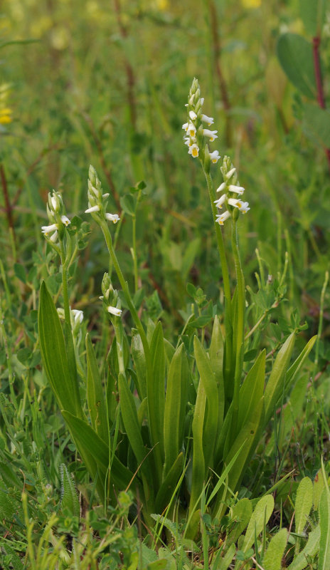 Spiranthes lucida