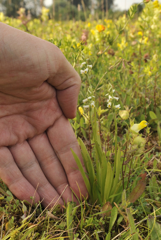 Spiranthes lucida with hand.