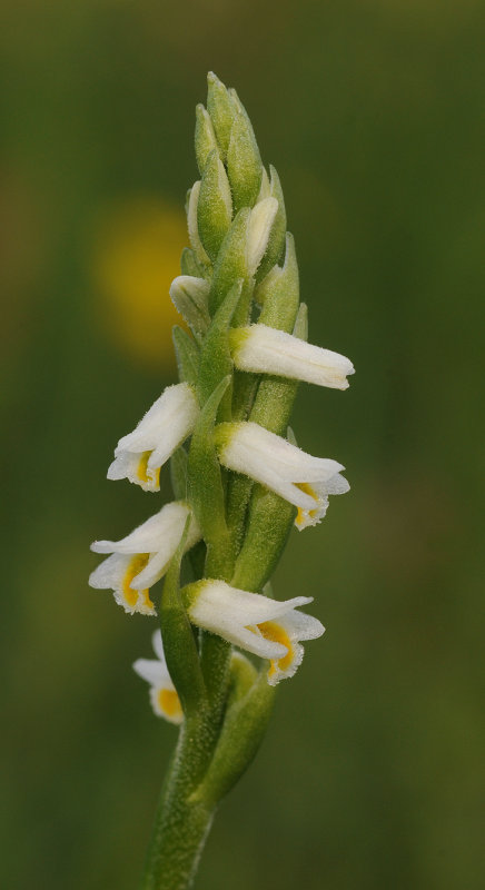Spiranthes lucida. Closer.
