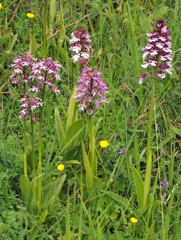 Orchis purpurea and militaris hybrid swarm.3.jpg