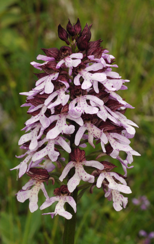 Orchis purpurea. Closer.a.jpg