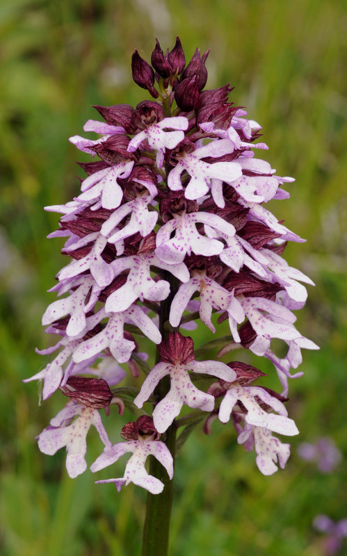 Orchis purpurea. Closer.jpg
