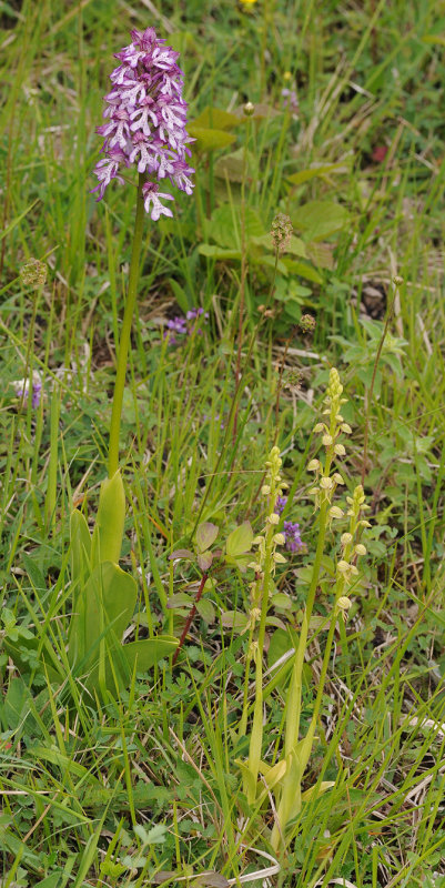 Orchis x hybrida and Orchis anthropophora.jpg