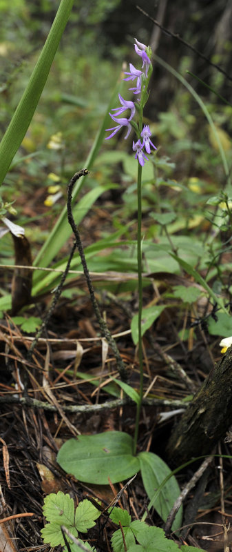 Ponerorchis cucullata