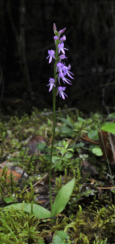 Ponerorchis cucullata