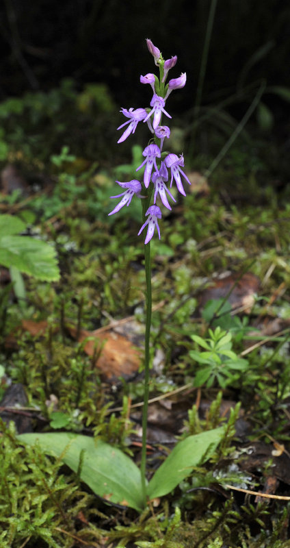 Ponerorchis cucullata