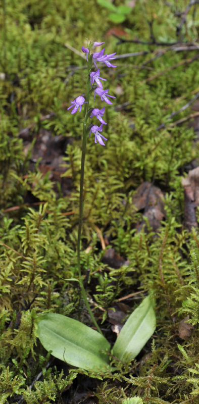 Ponerorchis cucullata