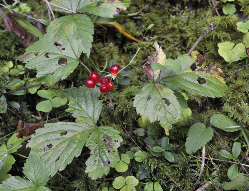 Rubus saxatilis