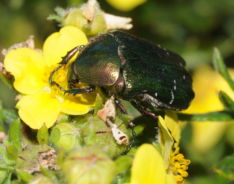 Cetonia