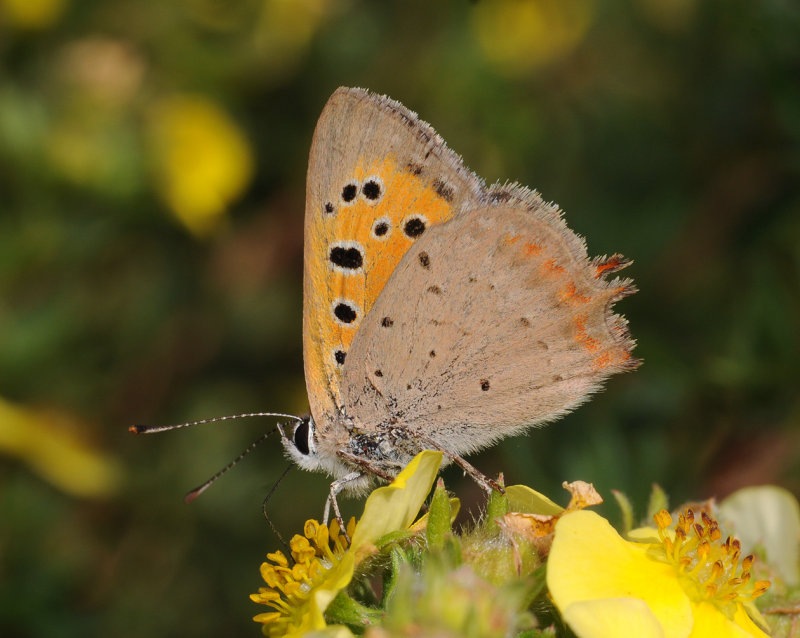 Lycaena phlaeas
