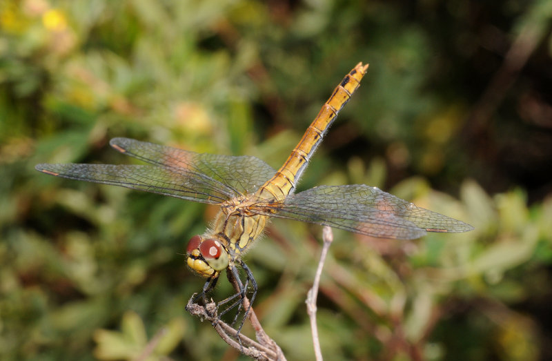 Sympetrum sanguineum