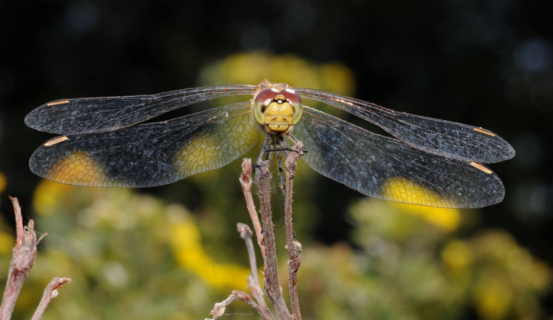 Sympetrum sanguineum
