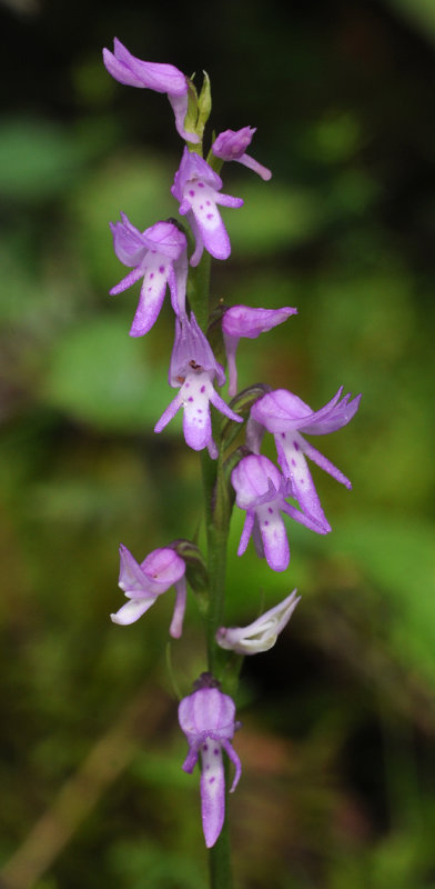 Ponerorchis cucullata. Closer.