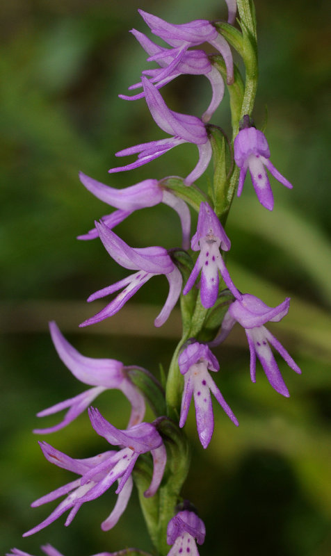Ponerorchis cucullata. Closer.