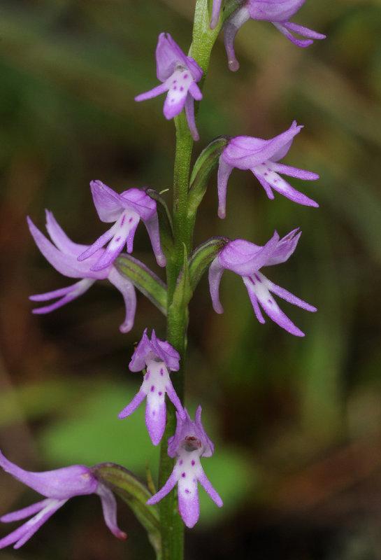 Ponerorchis cucullata. Closer.