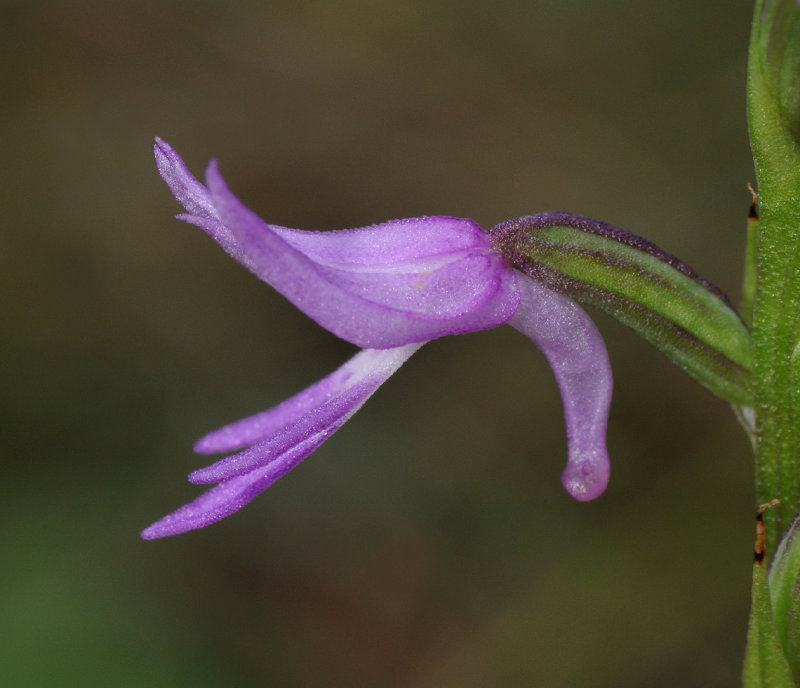Ponerorchis cucullata. Close-up side.