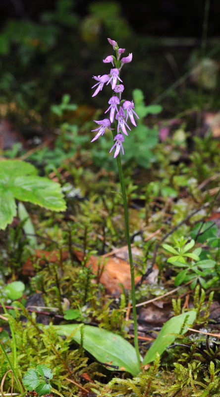 Ponerorchis cucullata