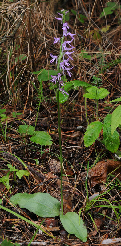 Ponerorchis cucullata