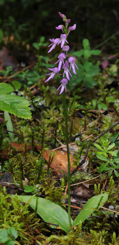 Ponerorchis cucullata