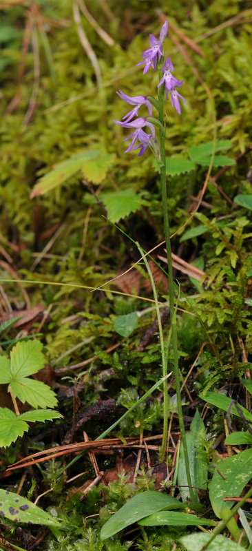 Ponerorchis cucullata
