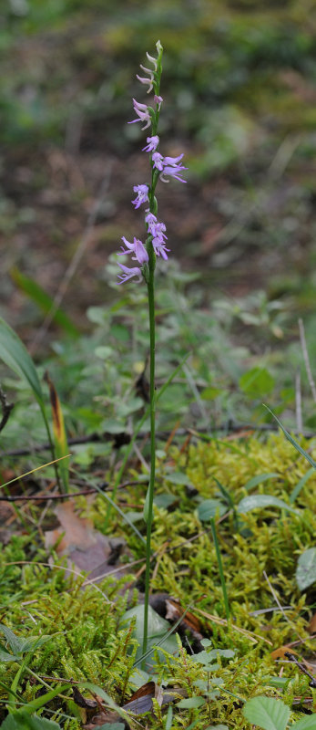 Ponerorchis cucullata