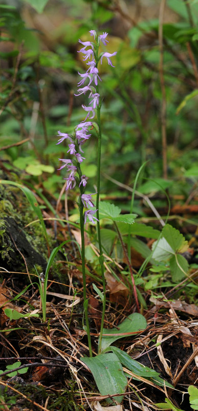 Ponerorchis cucullata