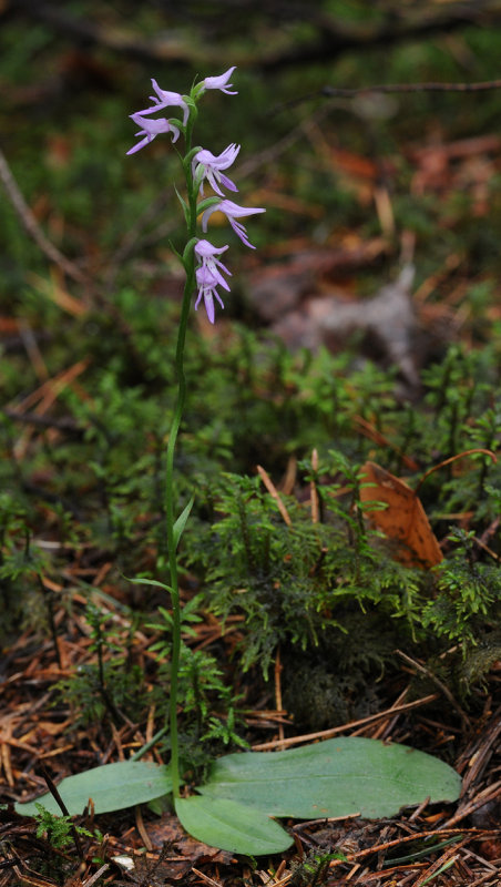Ponerorchis cucullata