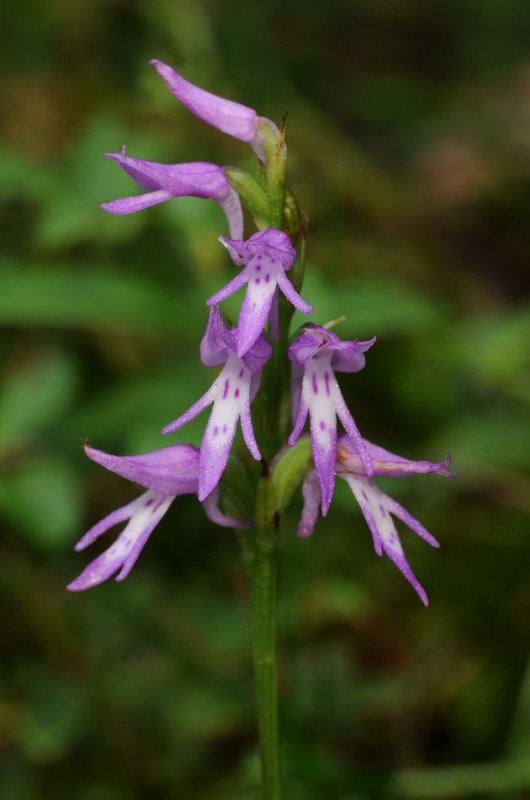 Ponerorchis cucullata. Closer.