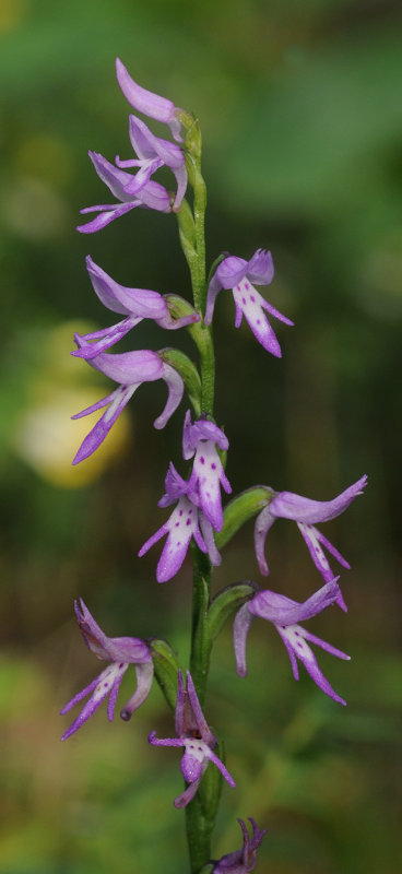 Ponerorchis cucullata. Closer.