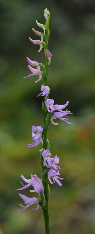 Ponerorchis cucullata. Closer.