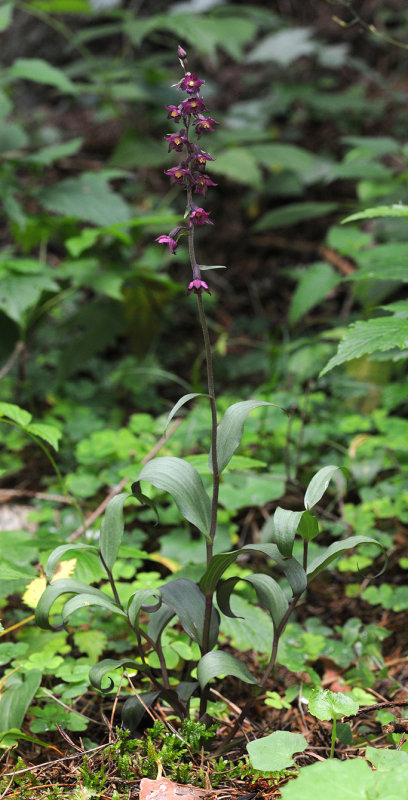 Epipactis atrorubens