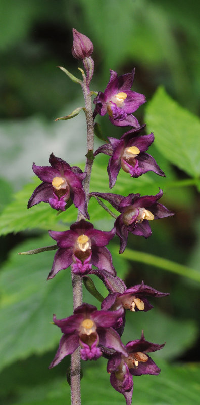 Epipactis atrorubens. Closer.