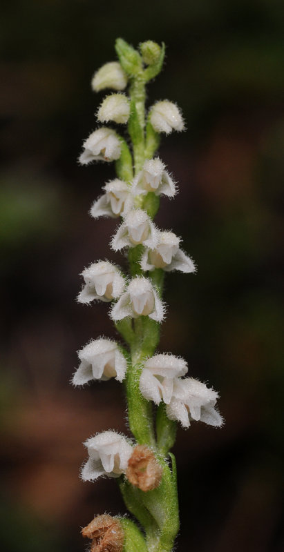 Goodyera repens. Closer.