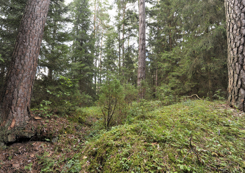 Ponerorchis cucullata habitat.