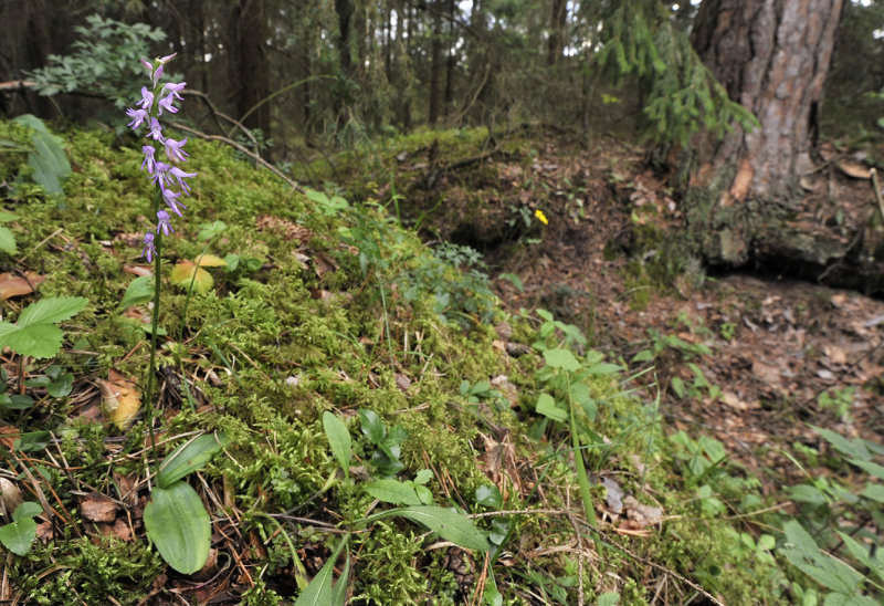 Ponerorchis cucullata