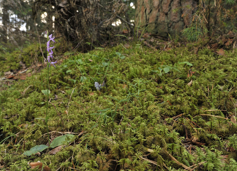 Ponerorchis cucullata