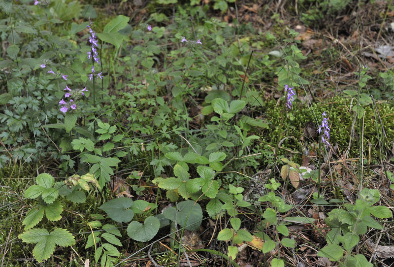 Ponerorchis cucullata with company