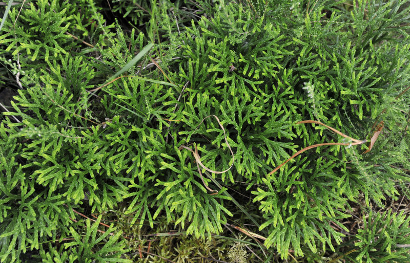 Diphasiastrum complanatum