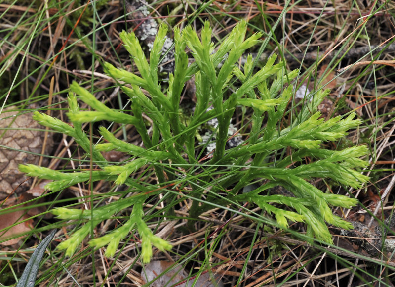 Diphasiastrum complanatum
