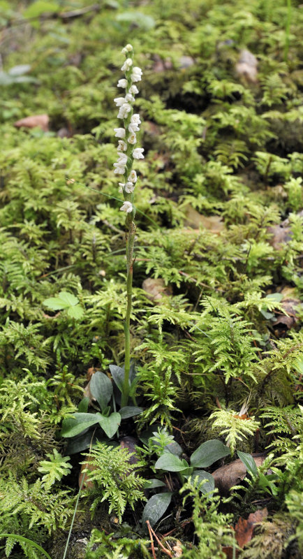 Goodyera repens