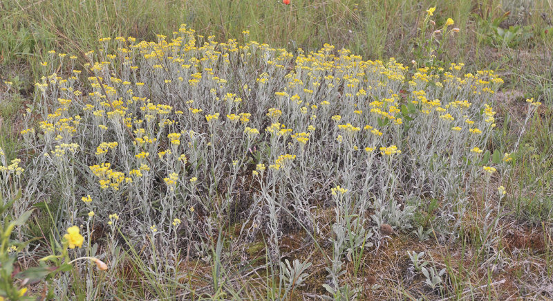 Helichrysum arenarium