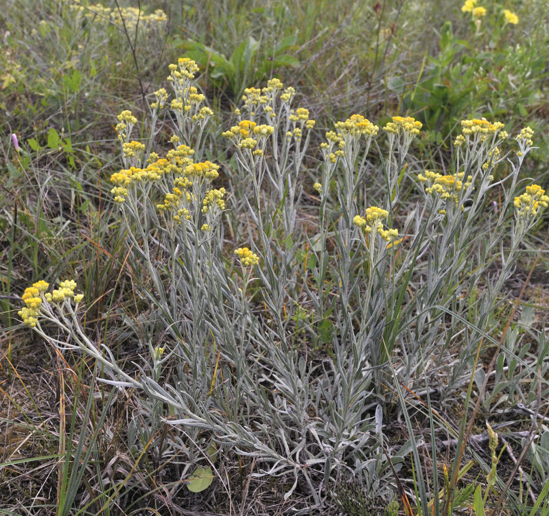 Helichrysum arenarium