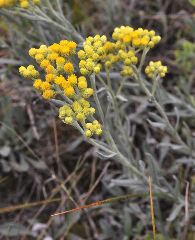 Helichrysum arenarium. Closer.