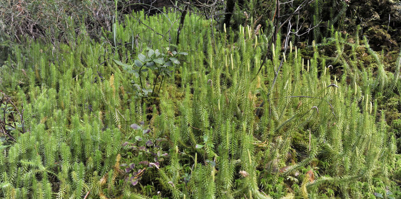 Lycopodium annotinum