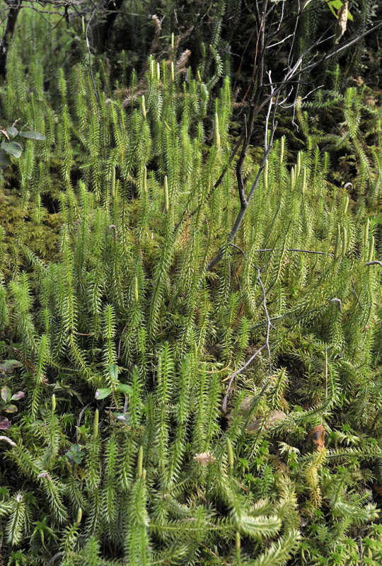 Lycopodium annotinum