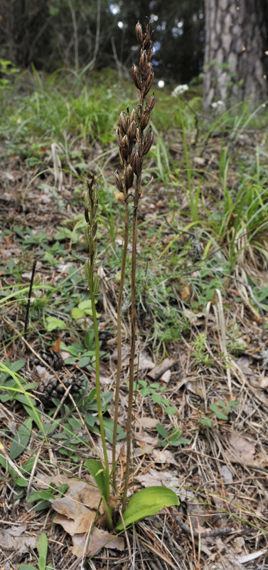 Platanthera bifolia.jpg