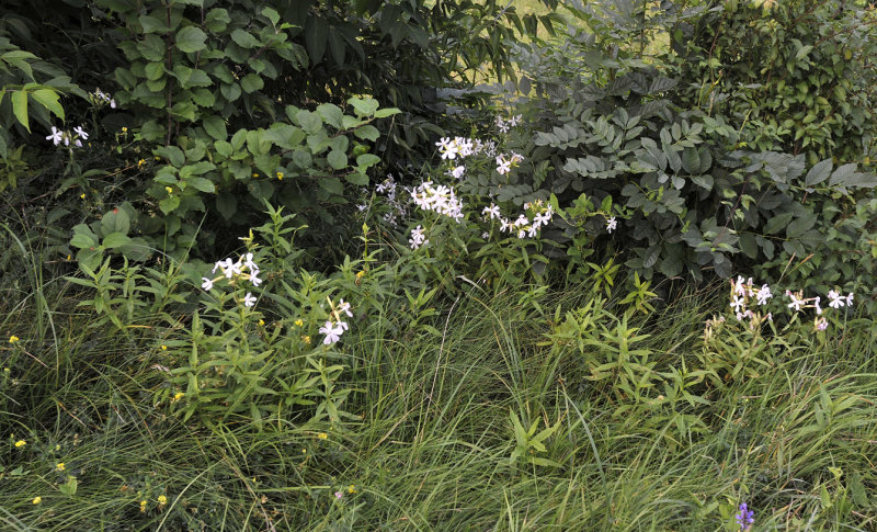Saponaria officinalis